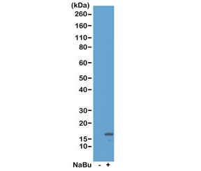 Western blot of acid extracts from HeLa cells untreated (-) or treated (+) with sodium butyrate using recombinant H3K18ac antibody at 0.5 ug/mL showed a band of Histone H3 acetylated at Lysine 18 in treated HeLa cells.