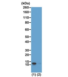 Western blot of (1) acid extracts of HeLa cells and (2) recombinant Histone H4 using the recombinant phospho-Histone H4 antibody at 0.5 ug/ml showed a band of Histone H4 phosphorylated at Serine 1 in HeLa cells.