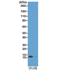 Western blot test of acid extracts from (1) HeLa cells treated with sodium butyrate and (2) HeLa cells untreated using recombinant H4K16ac antibody at 0.5 ug/ml showed a band of Histone H4 acetylated at Lysine 16 in HeLa cells.