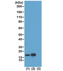 Western blot test of acid extracts of HeLa cells non-treated (1) or treated with sodium butyrate (2) and recombinant Histone H3.3 (3), using recombinant H3K23ac antibody at 1 ug/ml, showed a band of Histone H3 acetylated at Lysine 23 in treated HeLa cells.