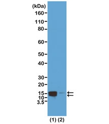 Western blot test of acid extracts of HeLa cells treated (1) or non-treated (2) with Nocodazole, using recombinant phospho-Histone H2A/H4 antibody at 0.5 ug/ml, showed both Histone H2A and H4 phosphorylated at Serine 1 in HeLa cells.