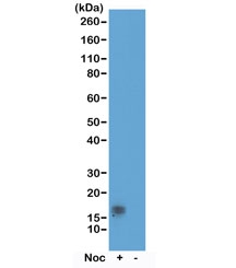 Western blot test of acid extracts of HeLa cells treated or non-treated with Nocodazole, using recombinant phospho-Histone H3 antibody at 0.5 ug/ml, showed a band of Histone H3 phosphorylated at threonine 11 in HeLa cells.