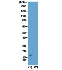 Western blot test of acid extracts of HeLa cells (1) and recombinant Histone H3.3 (2), using recombinant H3K9me3/S10p antibody at 0.01 ug/ml, showed a band of Histone H3 modified by both trimethylation at Lysine 9 and phosphorylation at Serine 10 (K9me3/S10p) in HeLa cells.