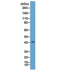 Western blot of acid extracts from K562 cells, using recombinant MacroH2A.1 antibody at 1 ug/ml. Predicted molecular weight ~40 kDa.