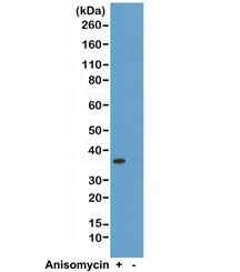 Western blot test of HeLa cell lysate, treated or untreated with anisomycin, using recombinant phospho-p38 antibody at 1:2000.