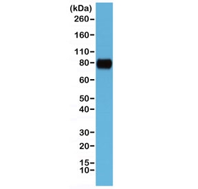 Western blot testing of human HeLa cell lysate with recombinant CD44 antibody at 1:1000. Predicted molecular weight ~81kDa.