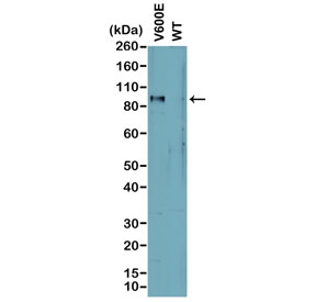 Western blot analysis of cell lysates prepared from cell lines expressing endogenous mutant (V600E) BRAF or wild type (WT) protein with recombinant BRAF V600E antibody.