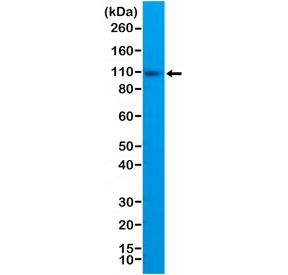 Western blot testing of human Raji cell lysate with recombinant CD10 antibody at 1:1:000. Routinely visualized at ~100 kDa.
