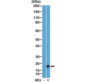 Western blot testing of acid extracts of HeLa cells with or without sodium crotonate treatment using recombinant H3K27cr at 0.5 ug/ml.