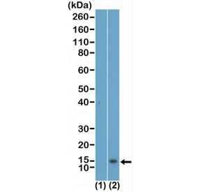Western blot testing of recombinant Histone H4 (1) and acid extracts of human HeLa cells using recombinant Monomethyl-Histone H4 antibody at 0.2 ug/ml.