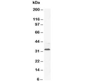 Western blot testing of Synaptophysin antibody and rat brain tissue lysate. Predicted molecular weight: 34-38 kDa.