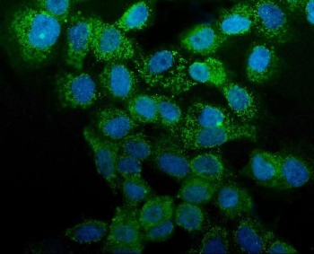 Immunofluorescent staining of FFPE human A431 cells with Annexin A1 antibody (green) and DAPI nuclear stain (blue). HIER: steam section in pH6 citrate buffer for 20 min.