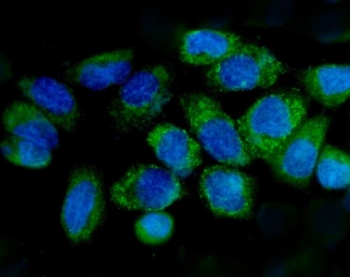 Immunofluorescent staining of FFPE human Caco-2 cells with Cytochrome C  antibody (green) and DAPI nuclear stain (blue). HIER: steam section in pH6 citrate buffer for 20 min.