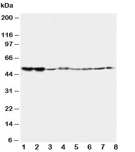 Western blot testing of 5HT2A Receptor antibody and Lane 1:  rat brain;  2: rat brain;  3: mouse brain;  4: mouse brain and human samples  5: U87;  6: SMMC-7721;  7: HT1080;  8: COLO320. Predicted/observed molecular weight ~53kDa.