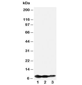 Western blot testing of BAFF-R antibody and Lane 1:  recombinant human protein 10ng;  2: 5ng;  3: 2.5ng