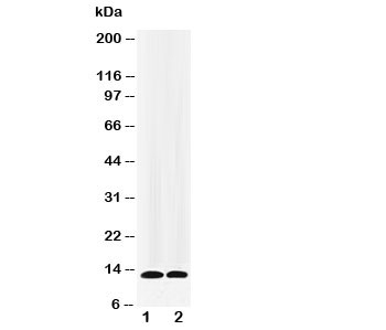 Western blot testing of IL-13 antibody and recombinant protein at 1:  5ng;  2: 2.5ng
