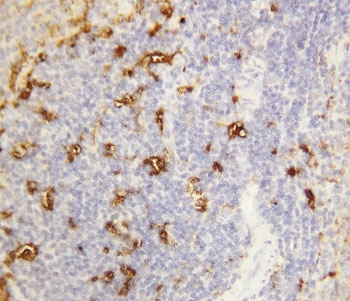 IHC-P: Alpha Amylase 1 antibody testing of rat spleen tissue