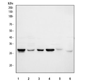 Western blot testing of 1) human Jurkat, 2) human HepG2, 3) human U-2 OS, 4) human K562, 5) rat L6 and 6) mouse NIH 3T3 cell lysate with Cdk2 antibody. Predicted molecular weight ~33 kDa.