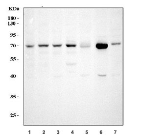Western blot testing of 1) human HeLa, 2) human A549, 3) human Jurkat, 4) human HepG2, 5) rat testis, 6) mouse testis and 7) mouse NIH 3T3 cell lysate with GRP75 antibody. Expected molecular weight: 70~75 kDa.