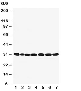 Western blot testing of Peroxiredoxin 4 antibody and Lane 1:  rat brain;  2: (r) lung;  3: (r) liver;  4: (r) kidney;  5: human HeLa;  6: (h) 293T;  7: (h) MCF-7 cell lysate.  Expected size: ~31KD