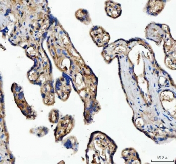 IHC staining of FFPE human placental tissue with MFGE8 antibody. HIER: boil tissue sections in pH8 EDTA for 20 min and allow to cool before testing.