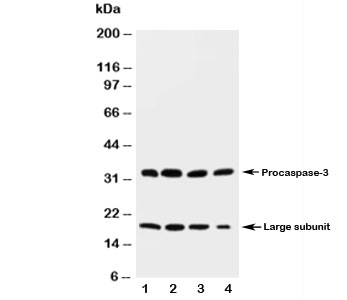 Western blot testing of Caspase-3 antibody and rat tissue lysate: 1. heart;  2. liver;  3. thymus; 4. spleen