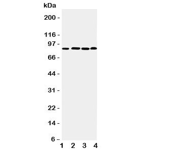 Western blot testing of PROX1 antibody and Lane 1:  rat thymus;  2: human HeLa;  3: (h) Jurkat;  4: (h) MM231 cell lysate.  Predicted molecular weight is 83 kDa, observed at 80-110 kDa.