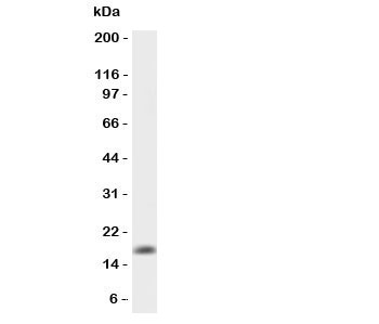 Western blot testing of GMCSF antibody and recombinant mouse protein ( 0.5ng)