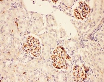 IHC-P: ACTH antibody testing of rat kidney tissue