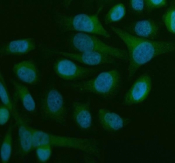 Immunofluorescent staining of FFPE human HeLa cells with Beclin 1 antibody (green) and DAPI nuclear stain (blue). HIER: steam section in pH6 citrate buffer for 20 min.