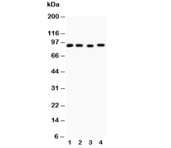 Western blot testing of Hsp90 alpha antibody and Lane 1:  rat liver;  2: HeLa;  3: MCF-7;  4: Raji lysate. Expected/observed molecular weight: 86-90 kDa.