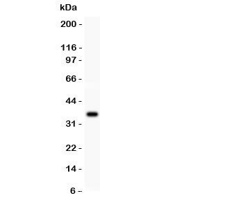 Western blot testing of FGF-1 antibody and recombinant human protein (0.5ng)