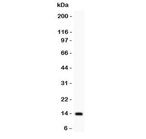 Western blot testing of IL15 antibody and recombinant human protein (0.5ng)