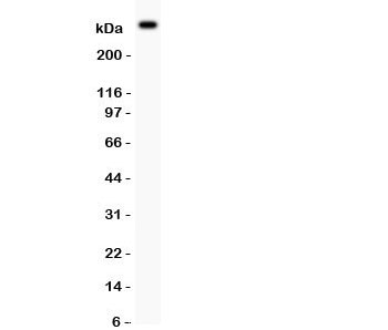 Western blot testing of von Willebrand Factor antibody and mouse lung tissue.  Predicted molecular weight ~309 kDa.