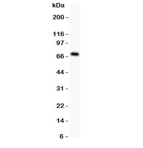 Western blot testing of Perlecan antibody and recombinant human protein (0.5ng)