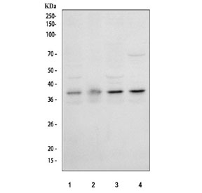 Western blot testing of human 1) HeLa, 2) Raji, 3) PC-3 and 4) Jurkat cell lysate with IkBa antibody.  Expected molecular weight: ~36 kDa.