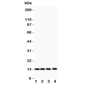Western blot testing of PDGF-B antibody and Lane 1:  rat heart;  2: (r) brain;  3: mouse heart;  4: human HeLa lysate  Predicted size: ~15 kDa monomer and ~32 kDa dimer.