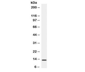 Western blot testing of human HeLa lysate with BCA1 antibody. Expected/observed molecular weight ~13 kDa.