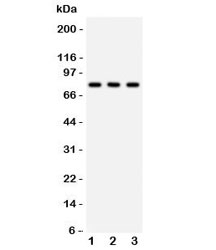 Western blot testing of 1) rat brain, 2) mouse brain and 3) human 293 lysate with APG7 antibody. Predicted molecular weight: 70-80 kDa.