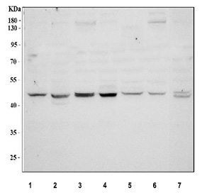 Western blot testing of 1) human Jurkat, 2) human Caco-2, 3) human HeLa, 4) human HepG2, 5) rat testis, 6) rat C6 and 7) mouse Neuro-2a cell lysate with WNT1 antibody. Predicted molecular weight ~41 kDa, but may be observed at higher molecular weights due to glycosylation.