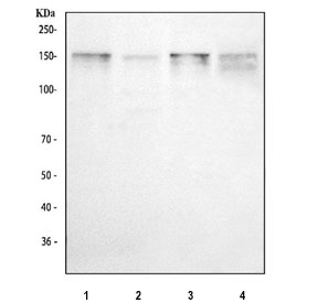 Western blot testing of 1) human HepG2, 2) human K562, 3) rat C6 and 4) mouse NIH 3T3 cell lysate with THBS1 antibody. Expected molecular weight: 130-200 kDa depending on glycosylation level.
