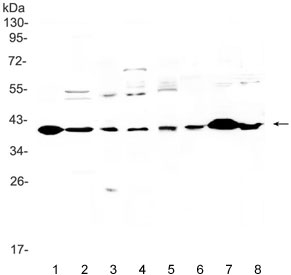 Western blot testing of 1) rat heart, 2) rat brain, 3) rat liver, 4) rat PC-12, 5) human U-87 MG, 6) mouse kidney, 7) mouse heart and 8) mouse brain lysate with IGFBP3 antibody. Expected molecular weight: 31-44 kDa depending on level of glycosylation.