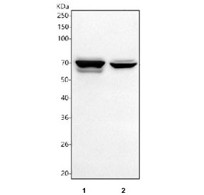 Western blot testing of human 1) HepG2 and 2) A549 cell lysate with TGF beta Receptor II antibody. Expected molecular weight ~65 kDa, routinely observed at 65-80 kDa.