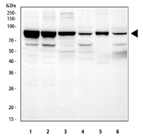Western blot testing of 1) human HEL, 2) human A549, 3) rat lung, 4) rat heart, 5) mouse lung and 6) mouse heart tissue lysate with STAT3 antibody. Expected molecular weight: ~92 kDa (alpha) and ~83 kDa (beta).
