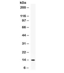 Western blot testing of rat recombinant protein with Cxcl5 antibody.