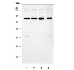 Western blot testing of human 1) HeLa, 2) K562, 3) SH-SY5Y and 4) MCF7 cell lysate with ERVW-1 antibody.  Predicted molecular weight: 60~80 kDa depending on glycosylation level.