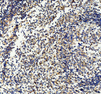 IHC staining of FFPE human tonsil tissue with CD33 antibody, HRP-secondary and DAB substrate. HIER: boil tissue sections in pH8 EDTA for 20 min and allow to cool before testing.