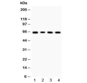 Western blot testing of 1) rat thymus, 2) mouse thymus, 3) human HeLa and 4) human K562 lysate with LBP antibody at 0.5ug/ml. Predicted molecular weight ~53 kDa (unmodified), 60-65 kDa (glycosylated).