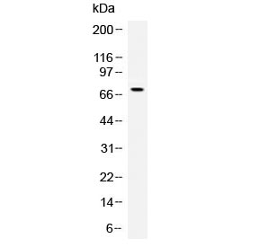 Western blot testing of human recombinant Angiopoietin protein (1ng/lane) with Angiopoietin antibody at 0.5ug/ml. Expected molecular weight: 57-75 kDa depending on glycosylation level.
