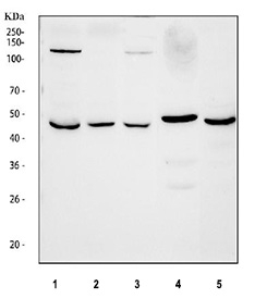 Western blot testing of 1) human HepG2, 2) human U-2 OS, 3) human Caco-2, 4) rat lung and 5) mouse lung tissue lysate with BMP4 antibody at 0.5ug/ml. Expected molecular weight: 54 kDa (precursor), 44 kDa (cleaved dimer), 23 kDa (cleaved monomer).